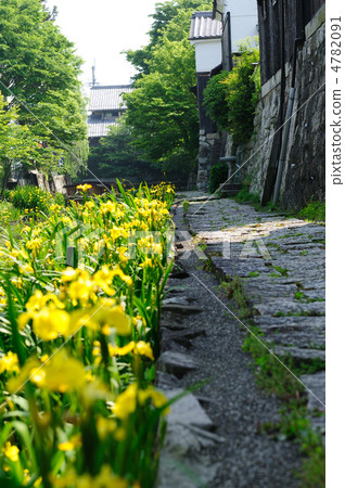 Yellow water iris of Yawata moat Yellow water iris of Yawata moat 4782091