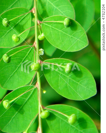 Nagae komikanso：長長的小橘子草 4782104