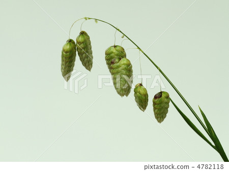 Unique Tawarami 4782118