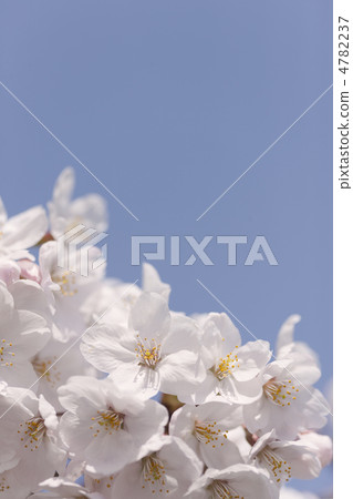 吉野櫻花 4782237