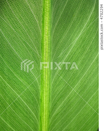 Leaves of Gokurakutsuka leaves 2 vertically 4782294