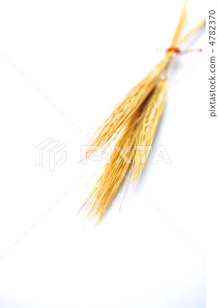 耳朵的金色小麥頭 4782370