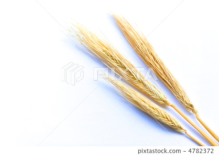 耳朵的金色小麥頭 4782372