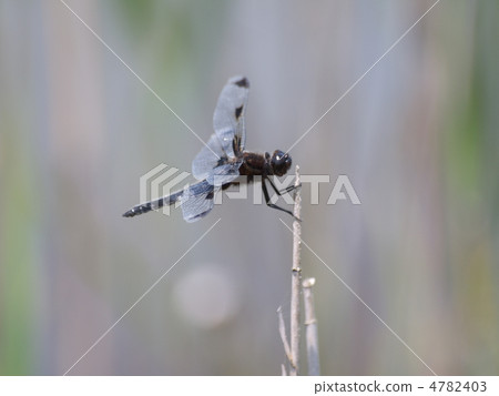Bekko dragonfly (male) Bekko dragonfly (male) 4782403