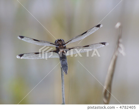 Bekko蜻蜓（男） 4782405