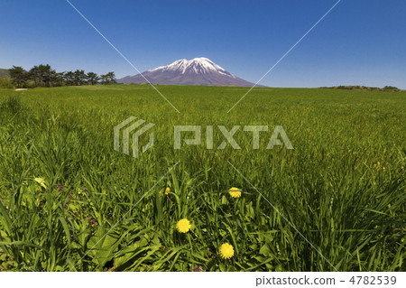 Dandelion and Iwate 4782539