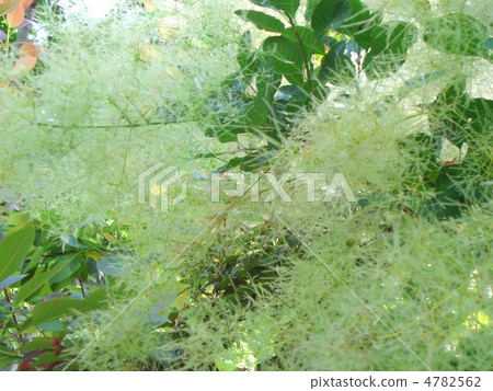 煙樹·綠色噴泉 4782562