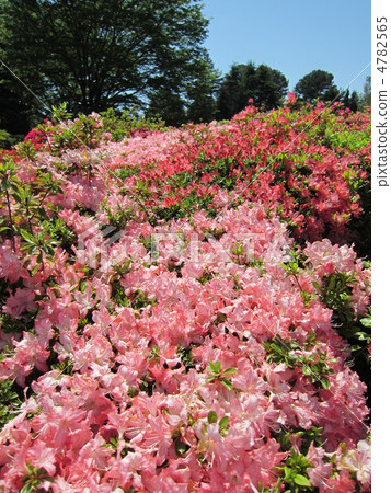 金代植物園的杜鵑花（垂直） 4782565