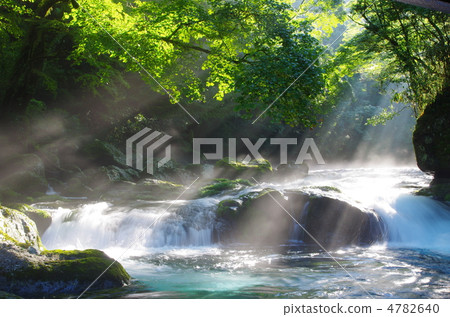 原始森林，溪流和燈光菊池谷 4782640