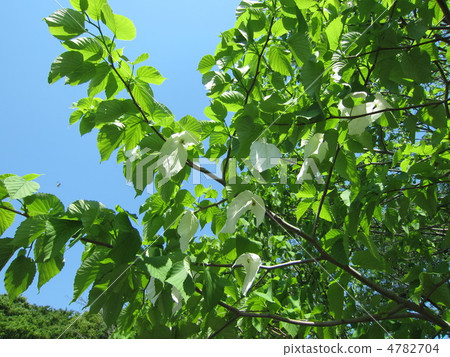 Jindai Plant Park Opening 30th Anniversary Memorial tree Handkerchief tree ② 4782704