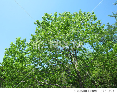 Handkerchief tree 4782705