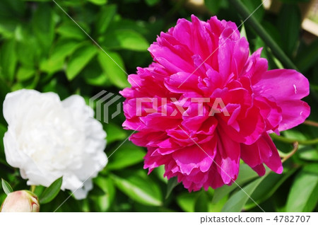 Peony powder peony 4782707