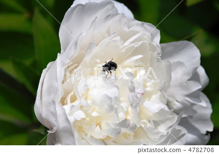 Peony and insects 4782708