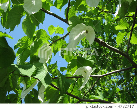 Jindai Plant Park Opening 30th Anniversary Memorial tree handkerchief tree 2 4782717