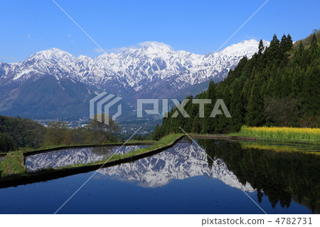 Spring rice terrace 4782731