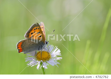 Lycaena phlaeas 4782762