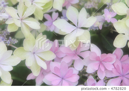 hydrangea hydrangea 4782820