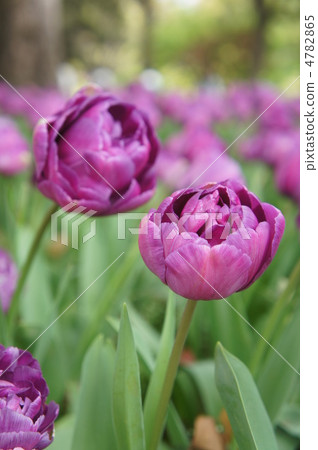 多彩鬱金香藍色鑽石 多彩鬱金香藍色鑽石 4782865