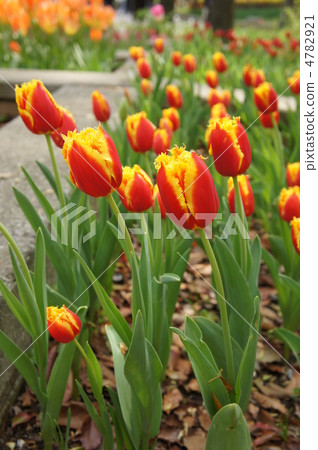 Tulip Davenport 4782921