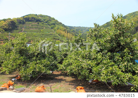 Spring mandarin orchard Spring mandarin orchard 4783015