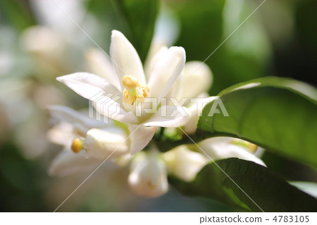 Mandarin orange flowers Mandarin orange flowers 4783105