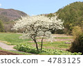 Plum tree 4783125