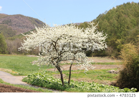 Plum tree Plum tree 4783125
