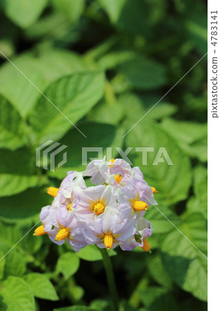 馬鈴薯花 4783141