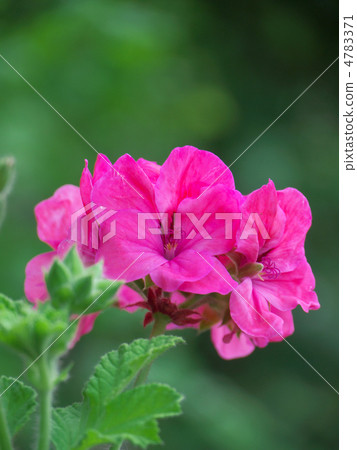 受污染的天竺葵·chlorinada 受污染的天竺葵·chlorinada 4783371