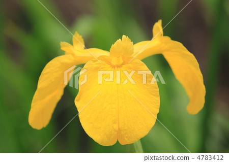 Sagano風景色初夏 Sagano風景色初夏 4783412