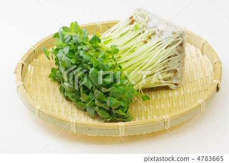 Radish sprouts Radish sprouts 4783665