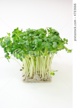 蘿蔔蘿蔔 蘿蔔蘿蔔 4783666