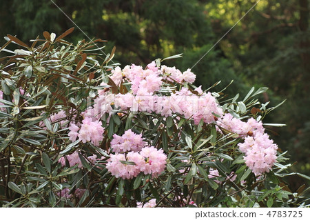 Rhododendron flower Rhododendron flower 4783725
