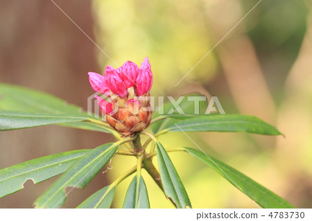 Bud of rhododendron 4783730