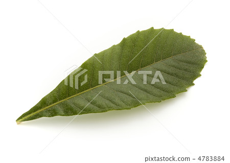 Loquat leaves Loquat leaves 4783884