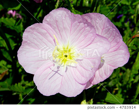 Hill Zakinikishi (Evening Primrose Lake) 4783914