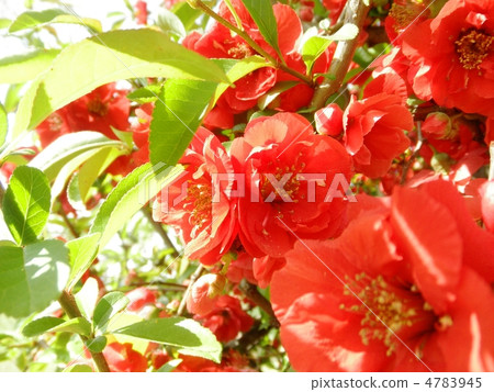 圖庫照片: 日本貼梗海棠 花朵 花卉