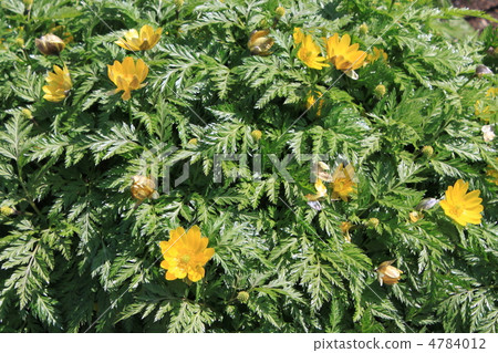 Fukuge in green leaves 4784012
