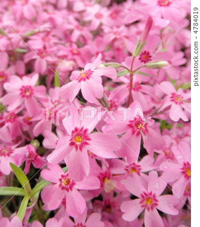Shiba Sakura花語：Pho Pho x subulata 4784019