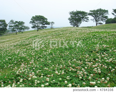 三葉草領域 三葉草領域 4784108