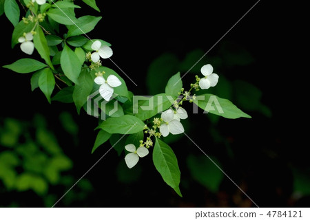 Koga Tutsugi 4784121