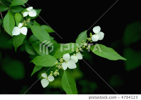 Koga Tutsugi 4784123