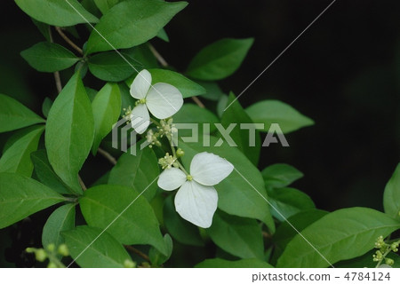 Koga Tutsugi 4784124