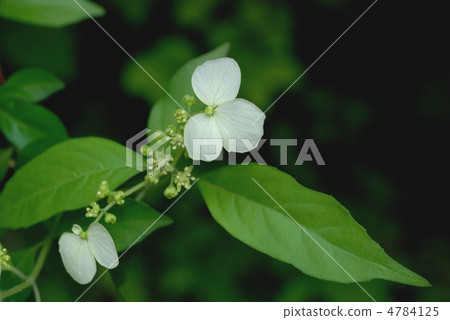 Koga Tutsugi 4784125