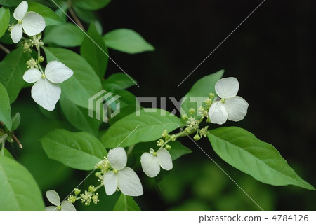 Koga Tutsugi Koga Tutsugi 4784126