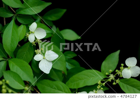 Koga Tutsugi 4784127