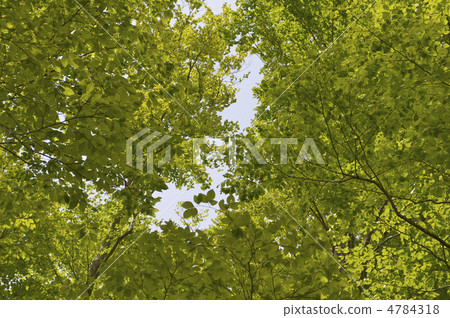 山毛櫸葉子 4784318