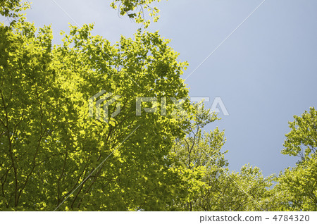 山毛櫸葉子 4784320