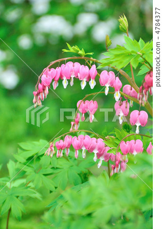 荷包牡丹 4784377