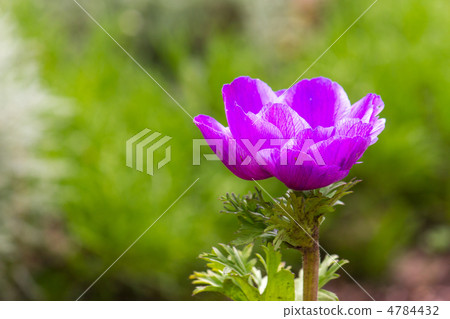 海葵 海葵 4784432